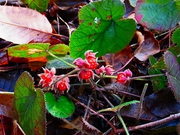 写真:赤い実をつけるフユイチゴ