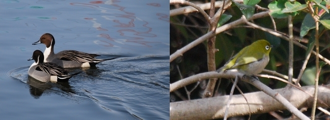 写真:(左)オナガガモ (右)メジロ