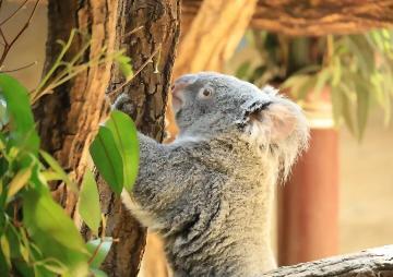 写真:入賞作品11東山動植物園
