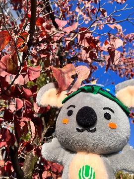 写真:紅葉とこあらっち