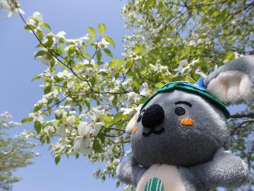 写真:春のハナミズキとこあらっち