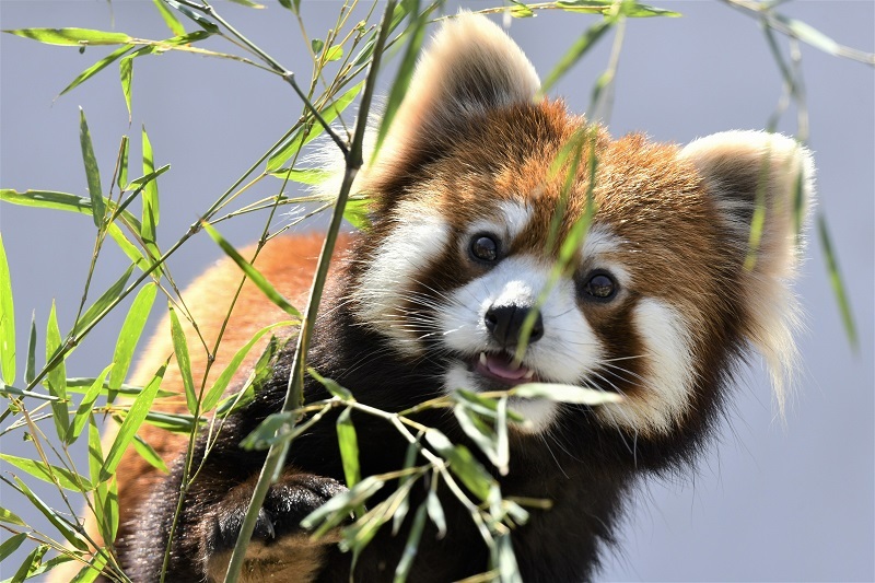 写真:レッサーパンダ