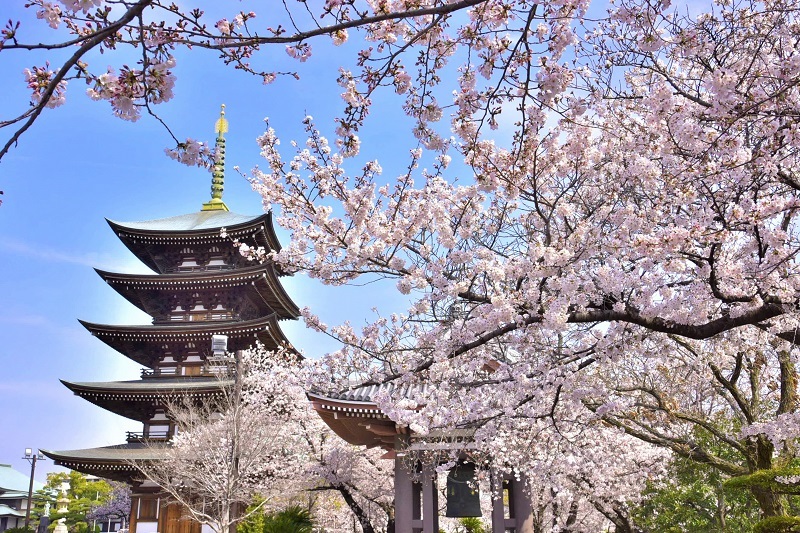 写真:日泰寺の桜