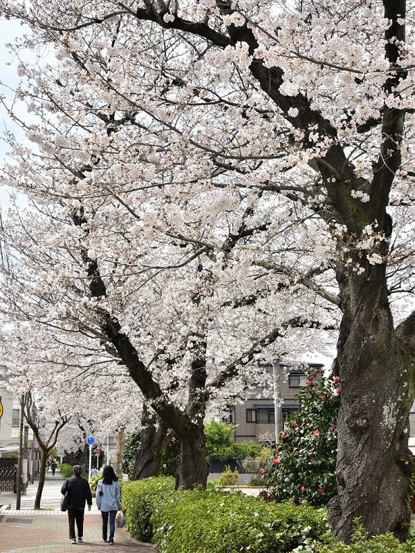 写真:すいどうみちの桜
