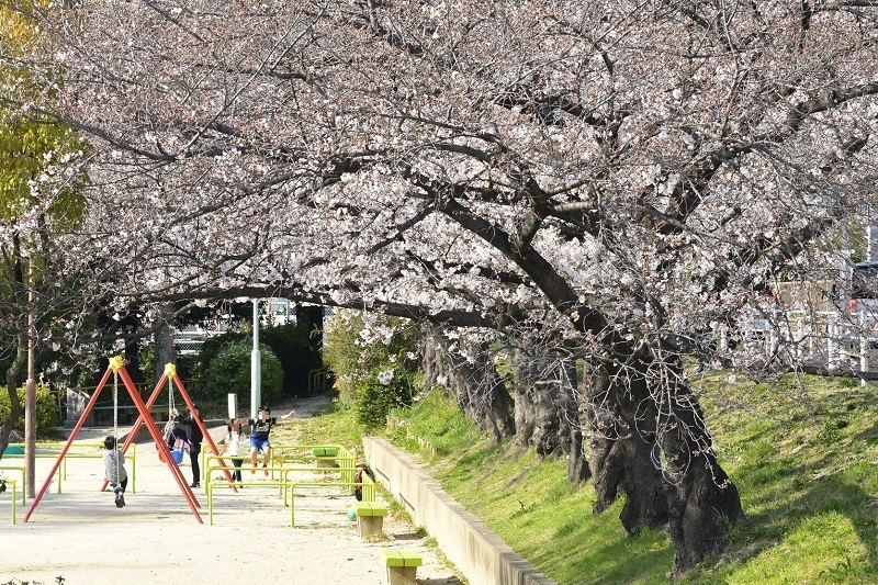 写真:猪々道公園の桜