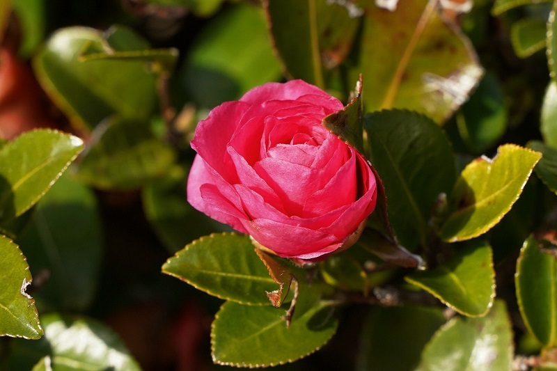 写真：千種公園3