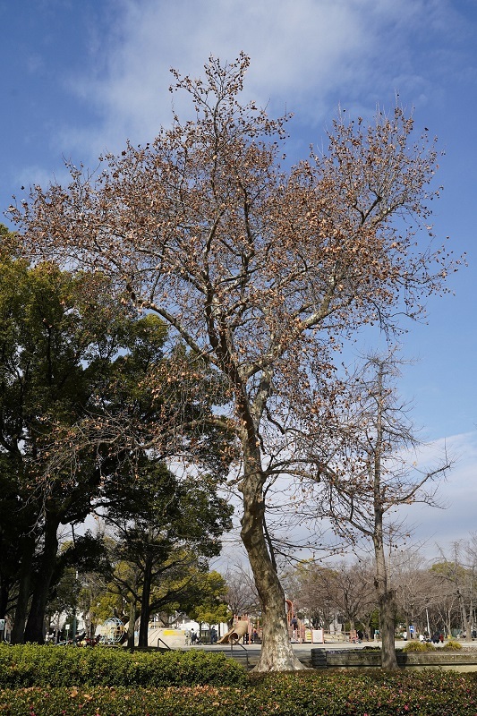 写真：千種公園1