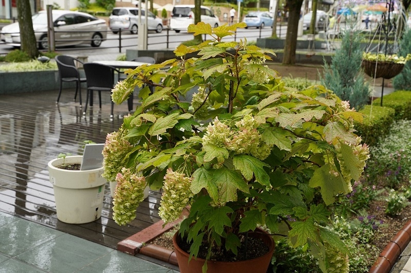 写真:星が丘テラス3