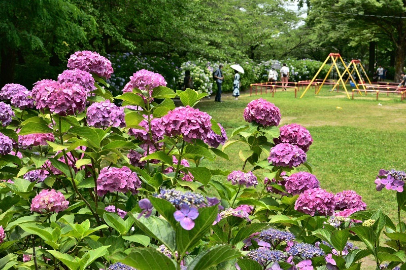 写真：アジサイ1