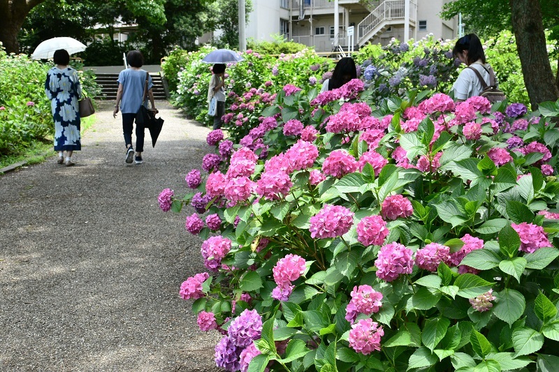 写真：アジサイ2