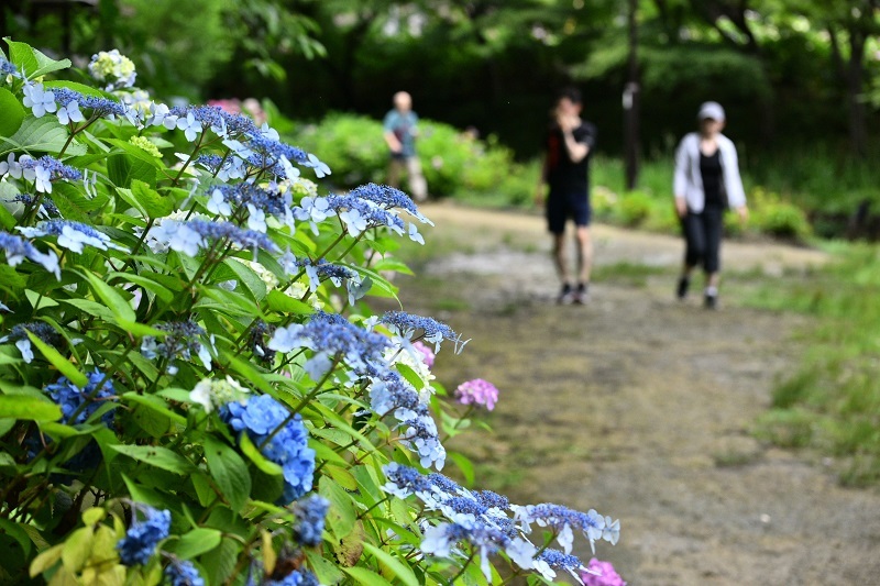 写真：アジサイ3