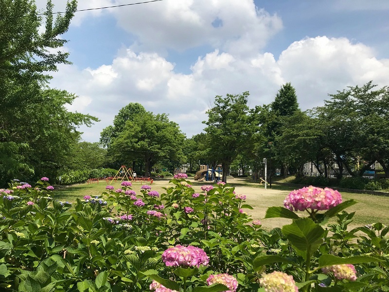 写真：アジサイ4