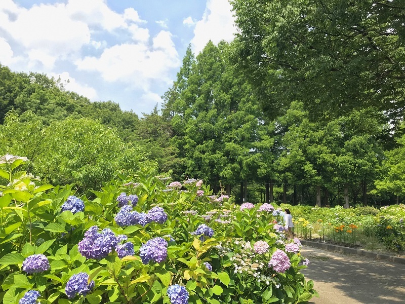 写真：アジサイ5