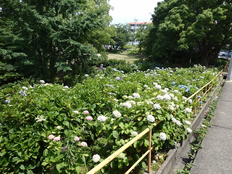 写真：アジサイ6