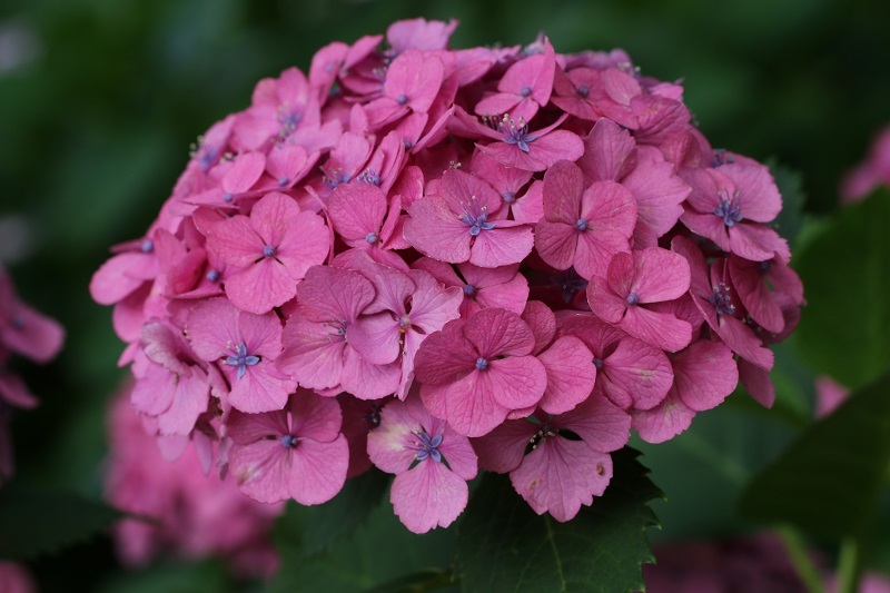 写真：アジサイ7