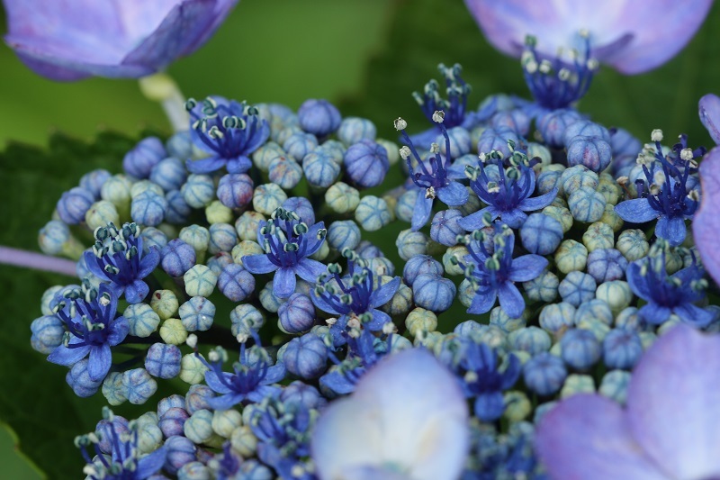 写真：アジサイ8