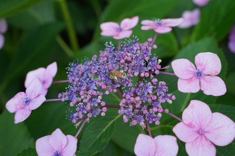 写真：アジサイ9