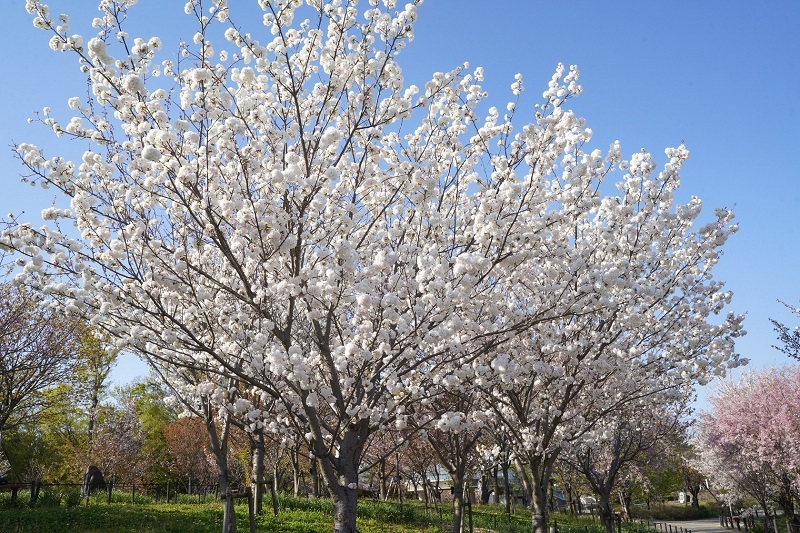写真:桜の回廊1