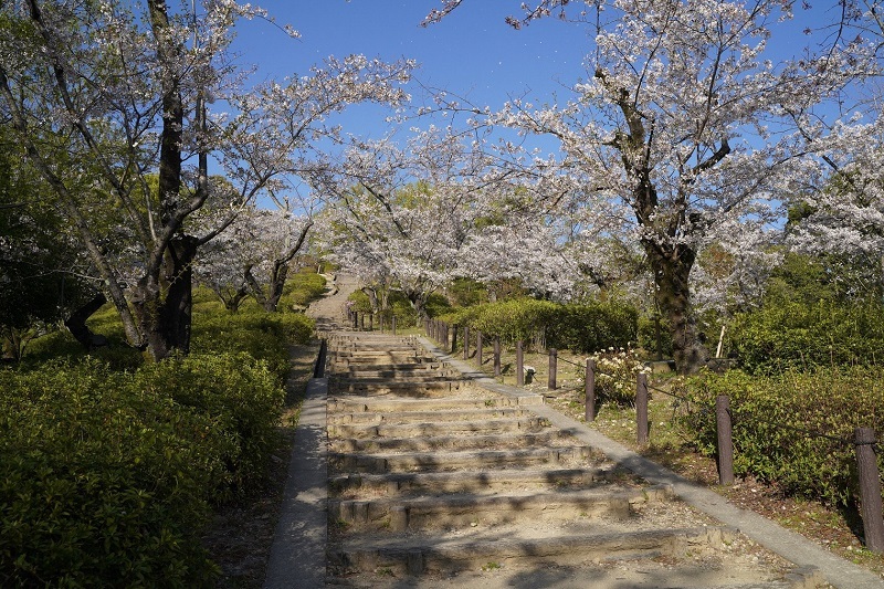 写真:桜の回廊2