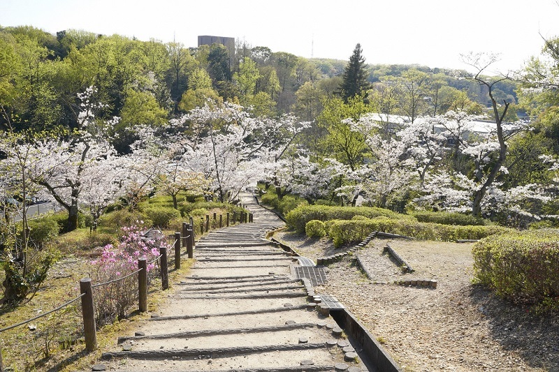 写真:桜の回廊3