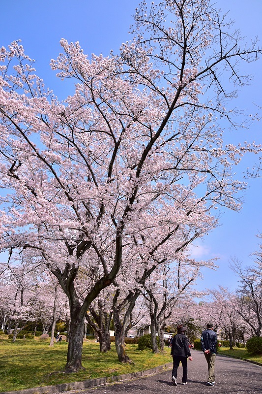 写真:桜の園1