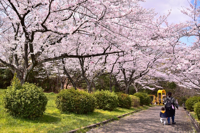 写真:桜の園2