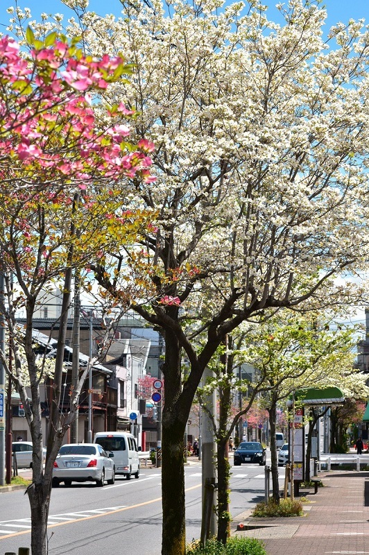 写真:ハナミズキ1