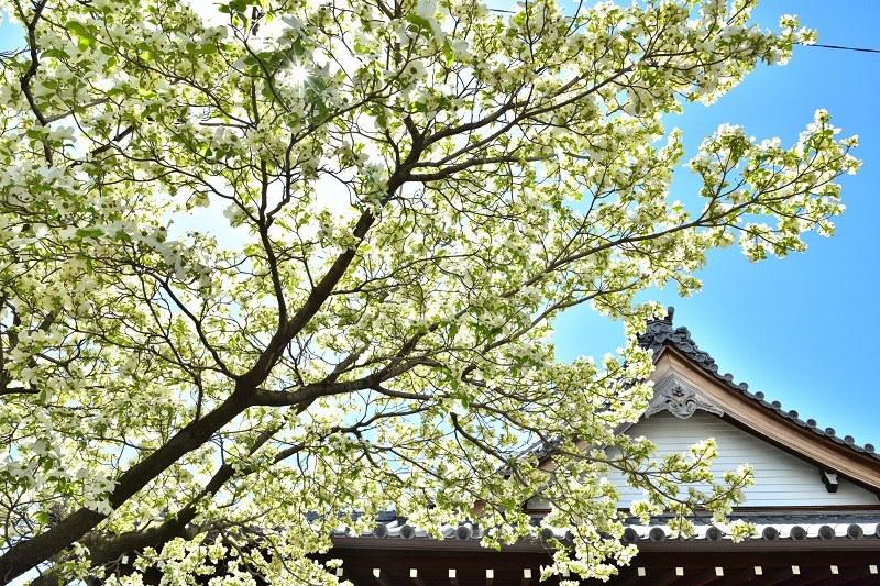 写真:ハナミズキ2