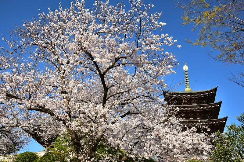 写真：日泰寺の桜