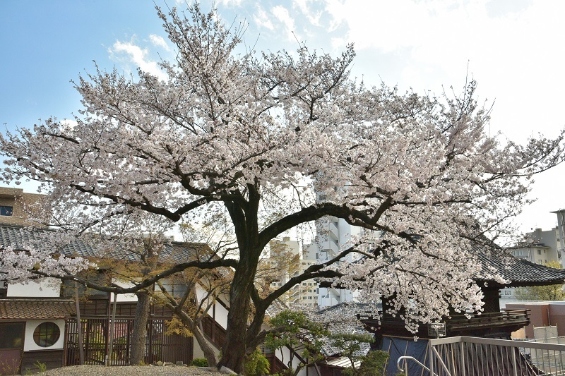 写真：相応寺の桜