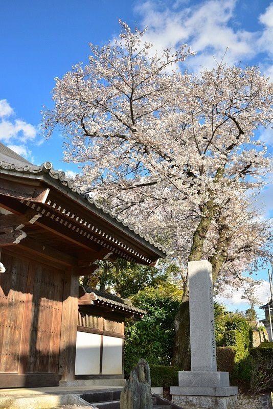 写真：大林寺の桜