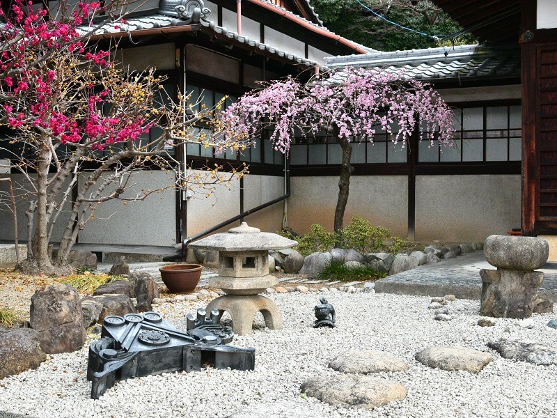 写真：西連寺の紅梅