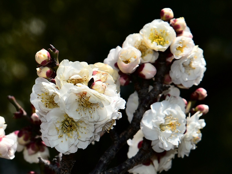 写真：日泰寺の白梅