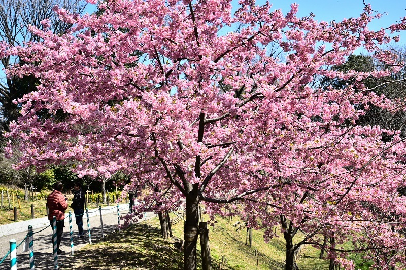 写真：東山植物園の桜