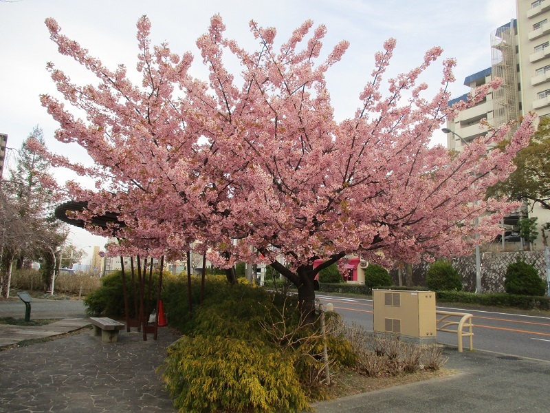 写真：桜が丘街園の桜