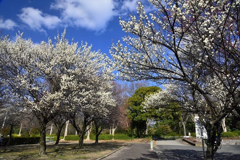 写真:平和公園の梅-1