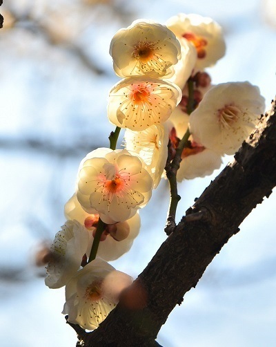 写真:平和公園の梅-2