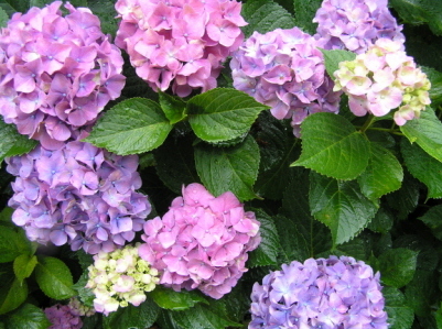 写真：アジサイ