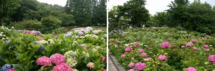写真:茶屋ヶ坂公園のアジサイ