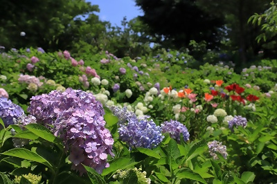 写真:入賞作品1 茶屋ケ坂公園