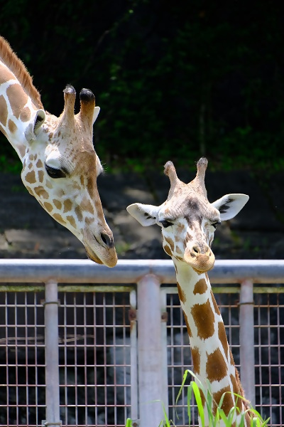 写真:入賞作品3 東山動植物園
