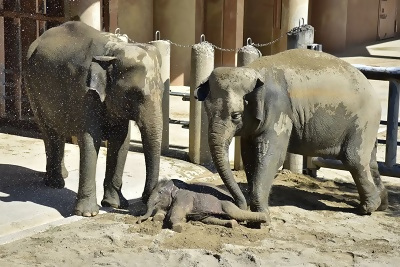 写真:入賞作品7 東山動植物園