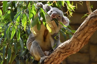 写真:入賞作品8 東山動植物園
