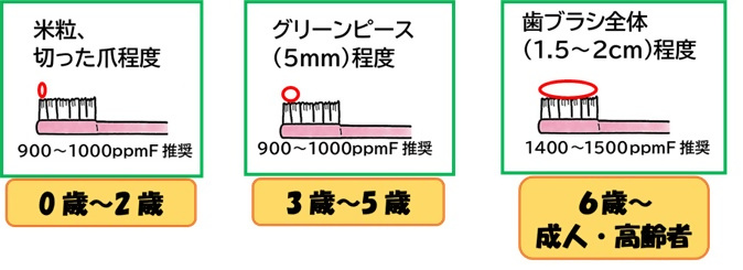 歯みがき剤の使用量のイラスト