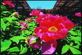 写真:徳川園のボタン