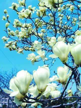 写真:建中寺公園のモクレン