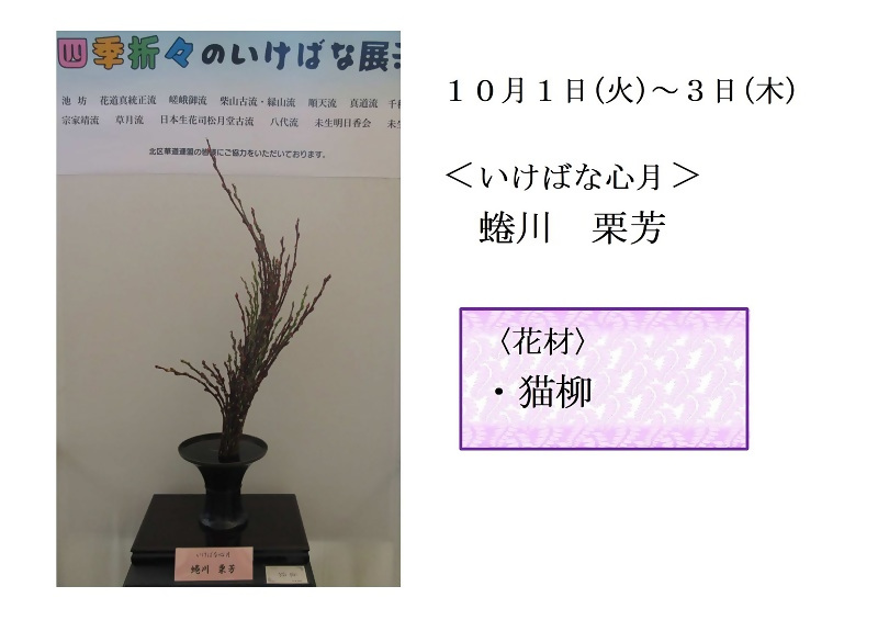 写真:10月1日から3日展示、いけばな心月の蜷川先生の作品です。花材は、猫柳です。