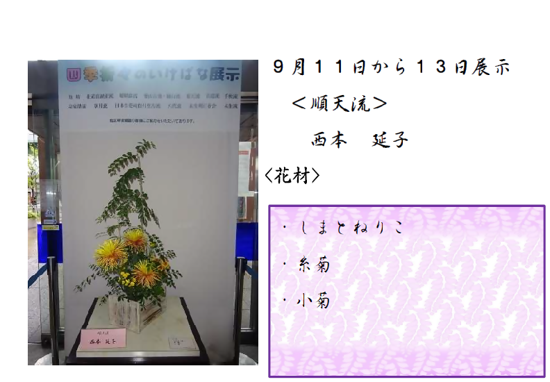 9月11日から13日展示、順天流の西本先生の作品です。使用花材はしまとねりこ、糸菊、小菊です。