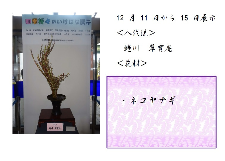 12月11日から12月15日展示、八代流の蜷川先生の作品です。使用花材はネコヤナギです。