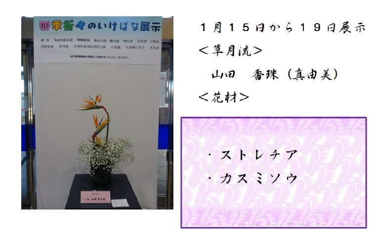 1月15日から1月19日展示、草月流の山田先生の作品です。使用花材はストレチア、カスミソウです。